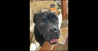 charlotte dog sitter à MURES 74540_7