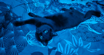 antoaneta pet sitter à LE PECQ 78230_4