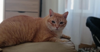 morgane pet sitter à Montpellier 34000_2