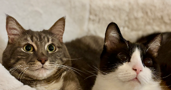 solenne pet sitter à REIMS 51100_2