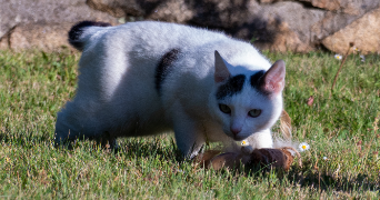 thomas pet sitter à BREST 29200_2