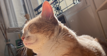 marine pet sitter à LEVALLOIS PERRET 92300_3