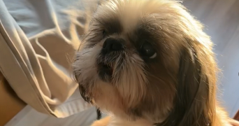 lou pet sitter à BORDEAUX 33000_1