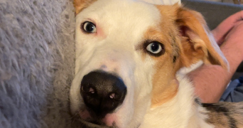 julie pet sitter à PARIS 11 75011_1