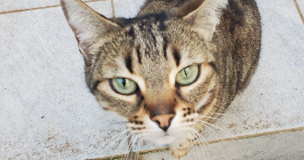 laetitia pet sitter à THONON LES BAINS 74200_0