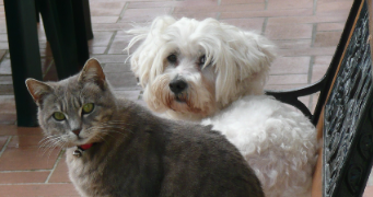 isabelle pet sitter à RIAILLE 44440_4