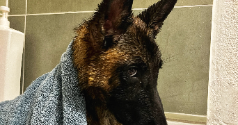 rémi pet sitter à Béziers 34500_7