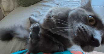 aude pet sitter à Mandelieu-la-Napoule 06210_9