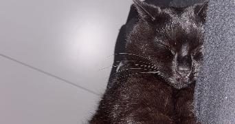 maeline pet sitter à MONTATAIRE 60160_3