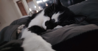 edwina pet sitter à ANTIBES 06600_1