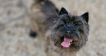 marlene pet sitter à AUNEAU BLEURY ST SYMPHORIEN 28700_104
