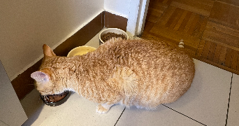 annabel pet sitter à PARIS 14 75014_1