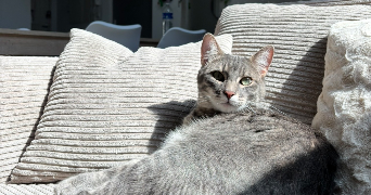 noëmie pet sitter à LACHAUSSEE DU BOIS D ECU 60480_2