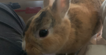 leeloo pet sitter à CHARLEVILLE MEZIERES 08000_2