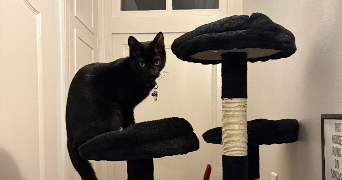 daphne pet sitter à ORLEANS 45000_1