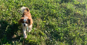 annah pet sitter à NICE 06000_2