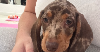 jade pet sitter à MARSEILLE 09 13009_3