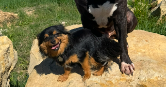lou-ann pet sitter à Villeurbanne 69100_7