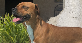 roxanne pet sitter à VIDAUBAN 83550_1