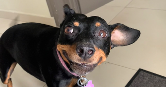 lola pet sitter à Beaucouzé 49070_1