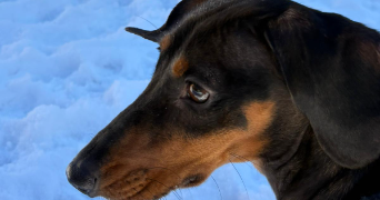 maxence pet sitter à FLEURY 11560_4