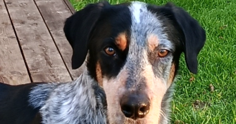 natacha pet sitter à MONTAGNIEU 38110_1