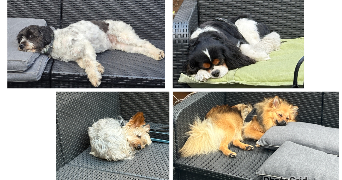 kamila pet sitter à ASNIERES SUR SEINE 92600_6