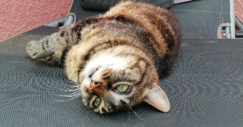 anthéa pet sitter à MARMANDE 47200_8