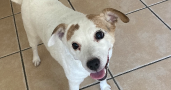 yzadora pet sitter à NIMES 30000_5
