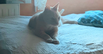 audrey pet sitter à CERGY 95800_7