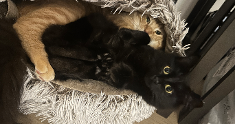 lola pet sitter à BRIE COMTE ROBERT 77170_2