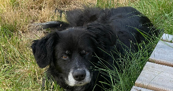 caille pet sitter à LE HAILLAN 33185_2