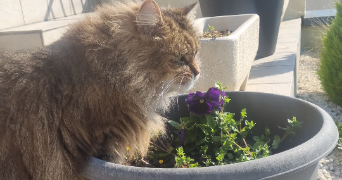 sandrine pet sitter à ONNAING 59264_0