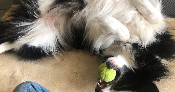 sarah pet sitter à TOULOUSE 31200_2