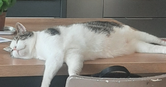 sophie pet sitter à TREGLAMUS 22540_3