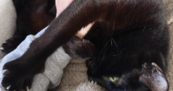 emilie pet sitter à MELUN 77000_1