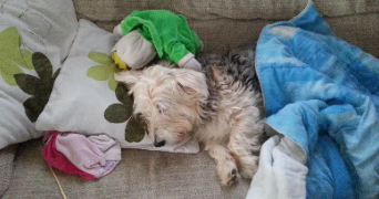 claire pet sitter à LAUTERBOURG 67630_6