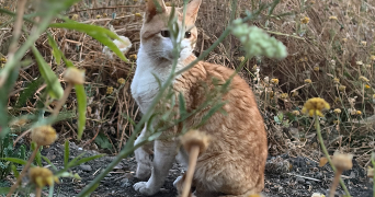 dyhia pet sitter à MARSEILLE 10 13010_1