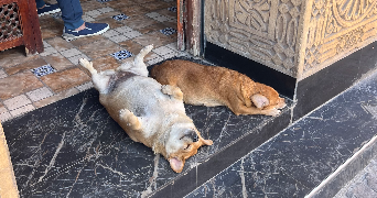 jade pet sitter à PUJOLS SUR CIRON 33210_3