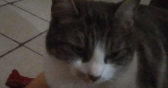 axelle pet sitter à ST CONTEST 14280_2