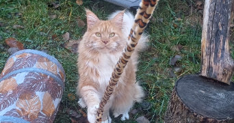 sharlène pet sitter à VAUDEVANT 07410_4
