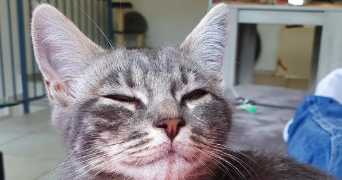 florence pet sitter à ST SYMPHORIEN SUR COISE 69590_1