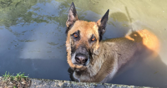 ilona pet sitter à LE PLESSIS PLACY 77440_2