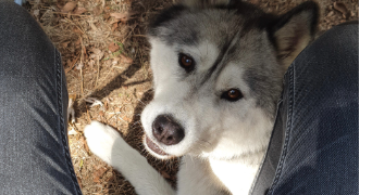 axelle pet sitter à ST HERBLAIN 44800_2