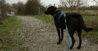 Laura pet sitter à CORDEMAIS 44360_3