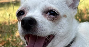 ruimin pet sitter à PARIS 13 75013_10