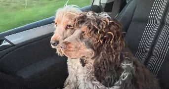 noemie pet sitter à SAMONAC 33710