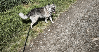darryl pet sitter à ST BEAUZIRE 63360_2