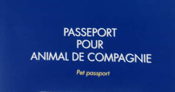 prisca cat sitter à RIORGES 42153_0