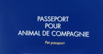 prisca cat sitter à RIORGES 42153